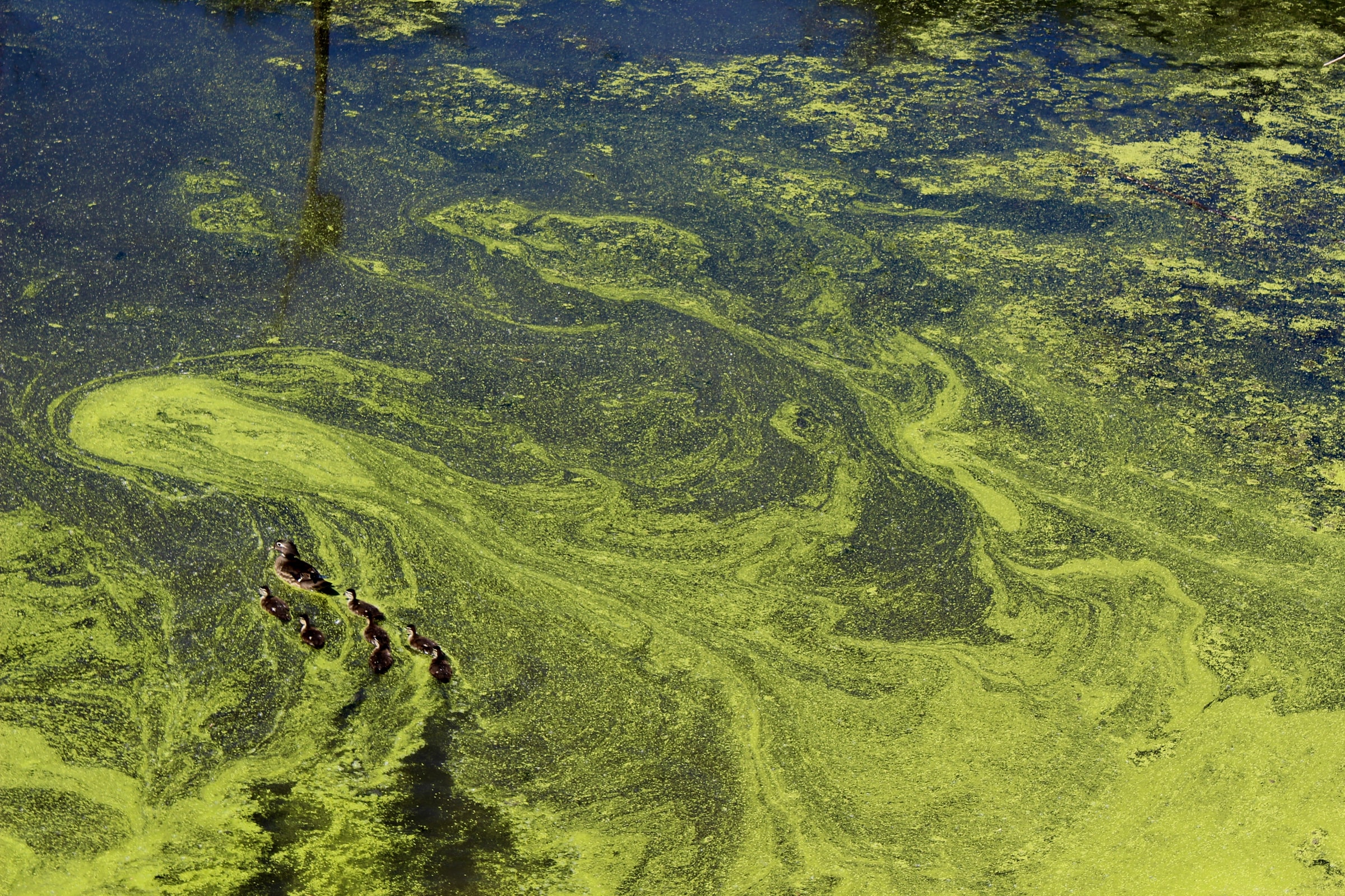 Why we should all be worried about nitrate pollution - Valuing Water ...